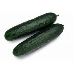 Pepino - Kg